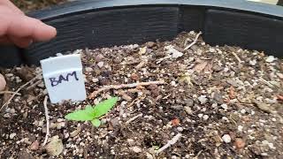 Angry Outdoor Gardening season 2 . And it begins