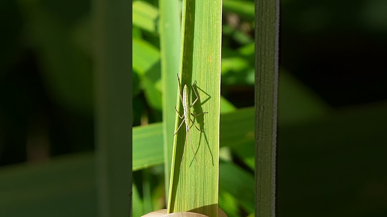 клоп слепняк