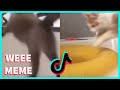 WEEE MEME WITH CATS COMPILATION