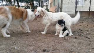 Puppy and his brother successfully fights down their mother/ Kiskutya lekuzdi anyat