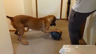 Medicine Ball Soccer With Dog & Side Eye - Rhodesian Ridgeback Mr Brown by dauntless 505 views 1 year ago 30 seconds