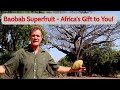 Baobab superfruit   africas gift to you