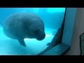 Funny manatee runs into window aquarium