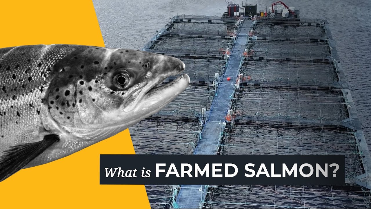 What's Wrong With Farmed Salmon?