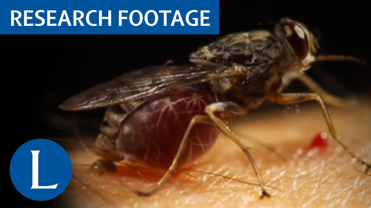 Tsetse fly taking blood meal 