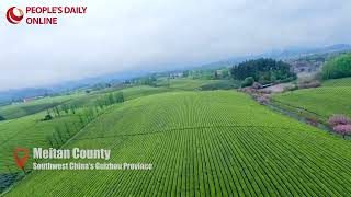 Tea plantations boost rural vitalization in SW China's Guizhou