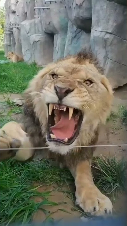 lion 🦁electric shock