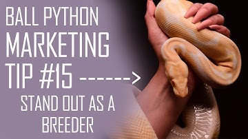 Ball Python Marketing Tip #15 | How to Stand out as a Reptile Business