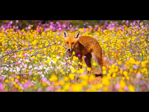 Wildflower season - Australia's Coral Coast