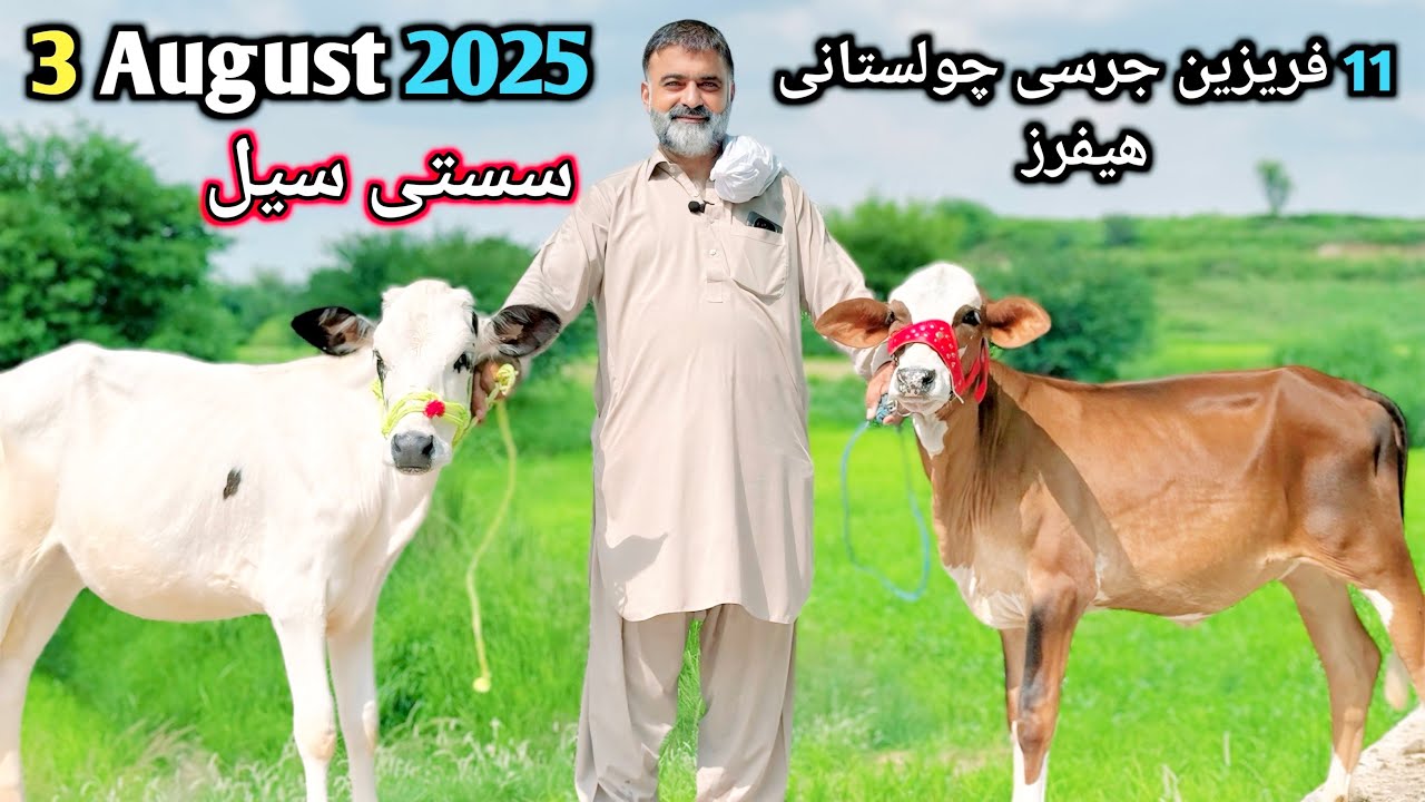 Heifers for sale in chakwal | Female calf | 11 Heifers for sale | CHOLISTANI 