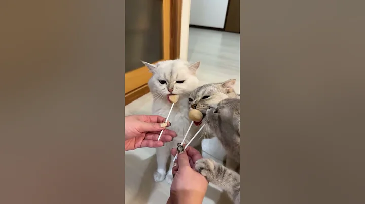 Video 5496201: scottish fold cat, british shorthair, cute kitten family, kitten cream, cute kitten first