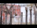 La disparition des oiseaux en centreval de loire 