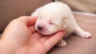 Download Lagu Left to Freeze in a Trash Bag at 4°C, Helpless Newborn Puppies Fought in Silence for Survival! MP3
