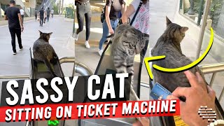 Sassy Cat Sitting on Top of the Ticket Machine Didn’t Like Head Rubs