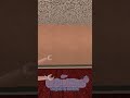 #roblox #mm2 #edit #trend #god #viral #payleey #funny #allah #crazy #robux