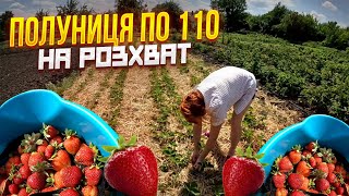 ПОЛУНИЦЯ ПО 110 НА РОЗХВАТ  Бізнес в селі на полуниці.