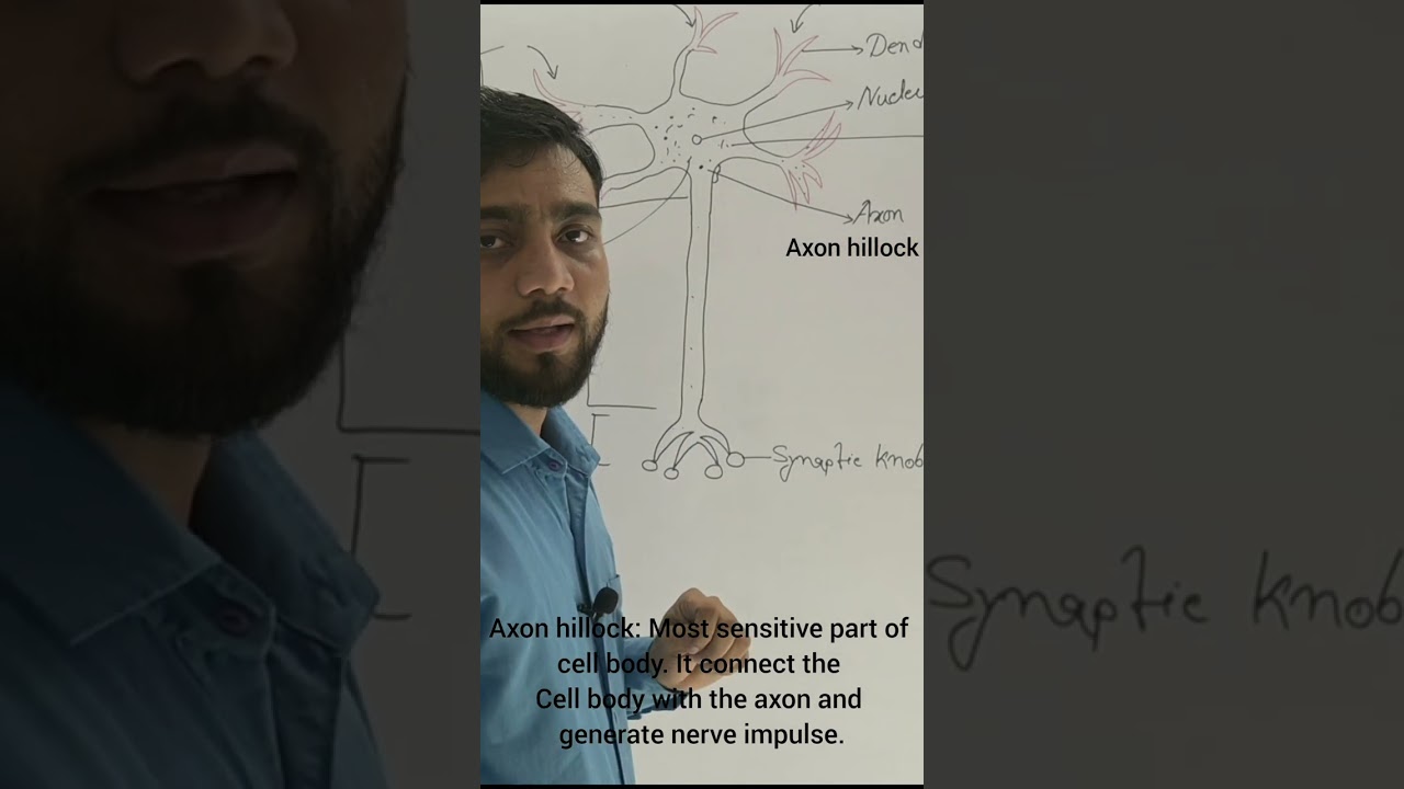 Axon hillock || Neuron ||