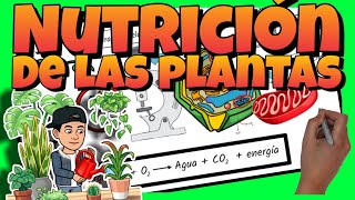 🌱 La NUTRICIÓN de las PLANTAS