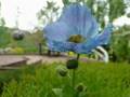 ヒマラヤの青いケシHimalayan blue poppy