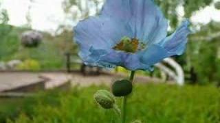 ヒマラヤの青いケシHimalayan blue poppy