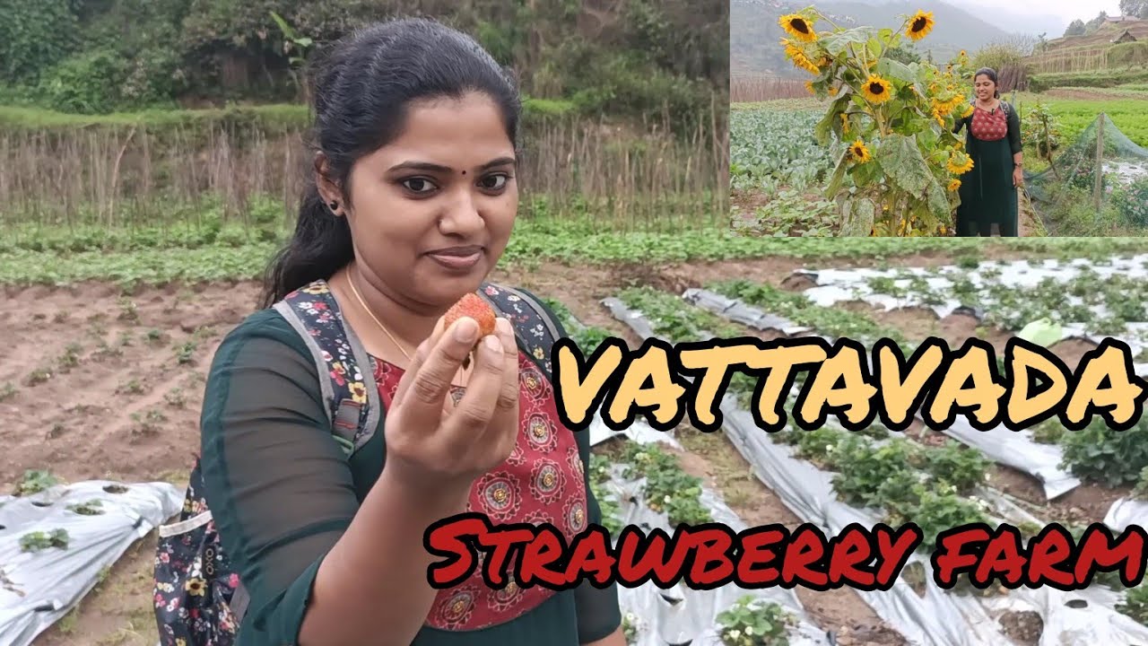 VATTAVADA / Must visit place Munnar.... Strawberry farm 🍓 Sun flower