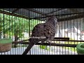 Suara Jernih Perkutut Lokal Istimewa Buat Pancingan Mp3 - Mp4 Download