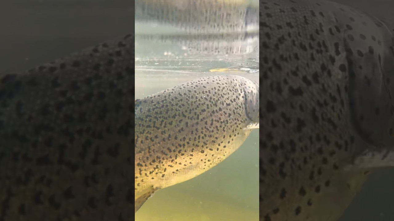 Iphone 14 pro max under water Clip 