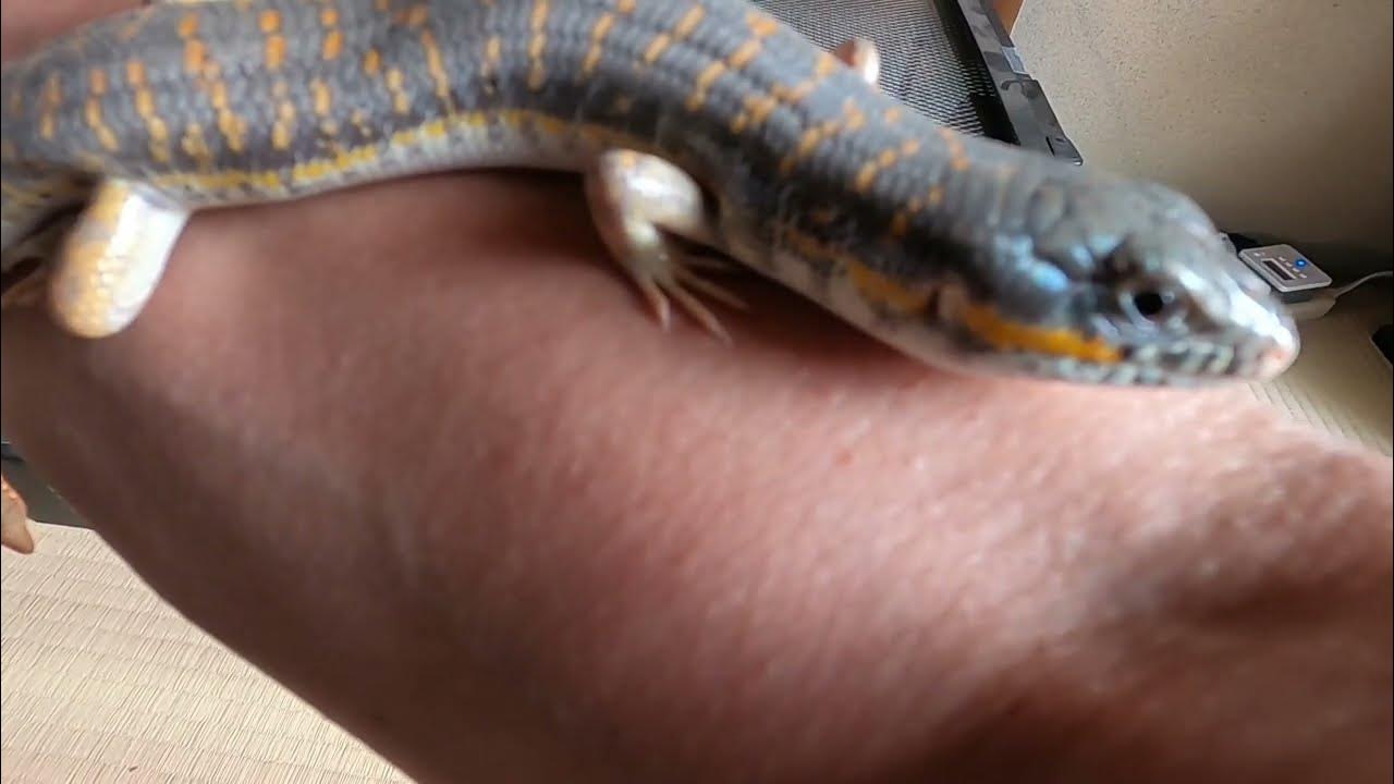 シュナイダースキンク観察日記 外へ出たいの YouTube