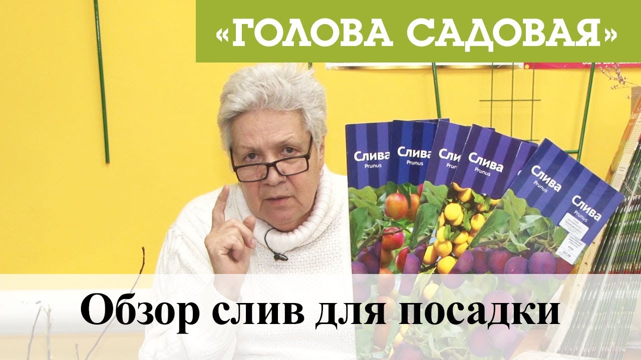 Голова садовая - Обзор слив для посадки