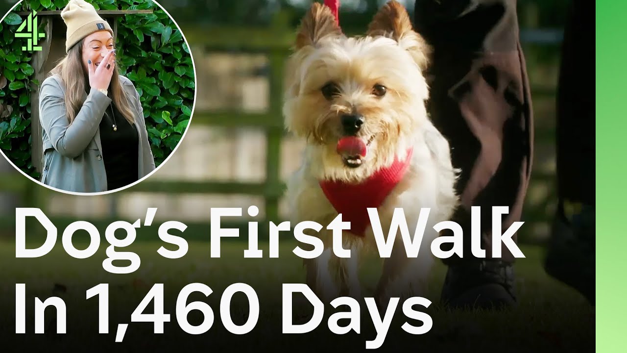 Locked in a Kitchen for 1,460 Days Will This Yorkie Find Someone To Love Him? | The Dog House 🐶