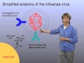 Influenza Virus Infection - Carolyn Bertozzi (Berkeley/HHMI)