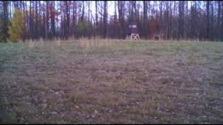 OurFarm 2016 1117b Cam27 VID0002 Doe Front of Deer Stand