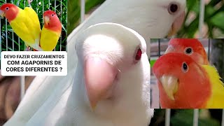 Devo fazer cruzamentos com Agapornis de cores diferentes  ? by Carlos Augusto criações 1,337 views 3 months ago 12 minutes, 36 seconds