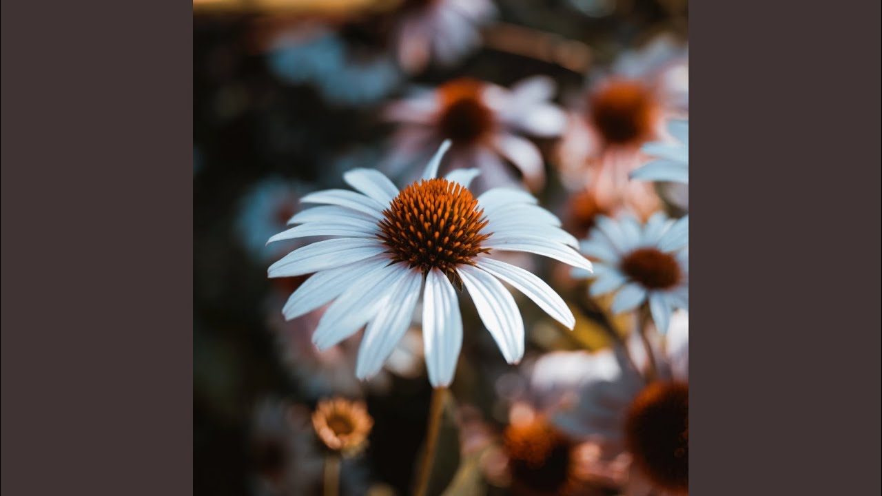 Watch Lux (Original Mix) on YouTube Watch Lux (Original Mix) on YouTube