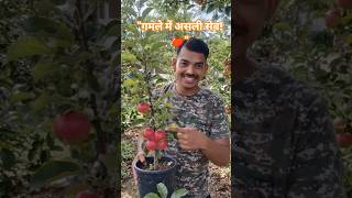 गमले में सेब कैसे उगाएं? | How to grow Apple plant in a pot #Gardening #AppleTree #HomeGardening