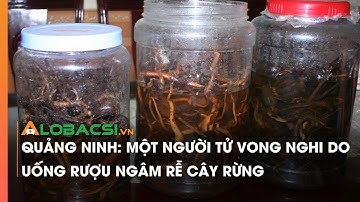 Tử vong nghi do uống rượu ngâm rễ cây rừng