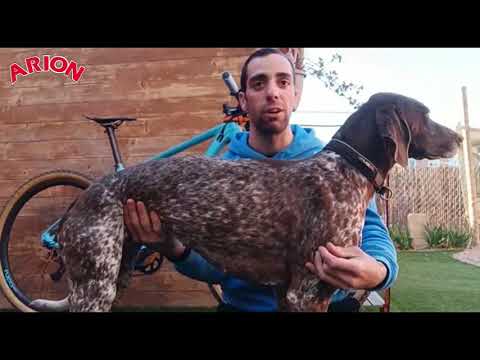 Video: Ciclismo de perros para principiantes