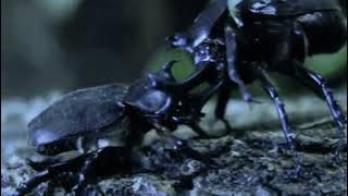 Raja Kumbang (Metal Version Cover)