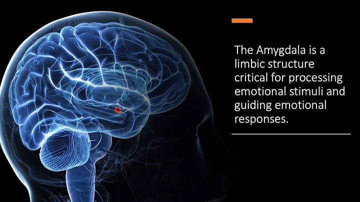 Lydia Galvin Neuro Assignment 3: The Amygdala