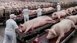 Bagaimana Ribuan Babi Diolah Menjadi Daging Siap Saji di Pabrik Modern