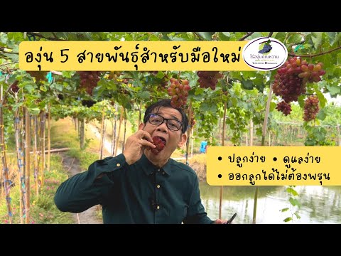 วีดีโอ: การปลูกองุ่นในโซน 9: องุ่นพันธุ์ไหนดีที่สุดสำหรับโซน 9