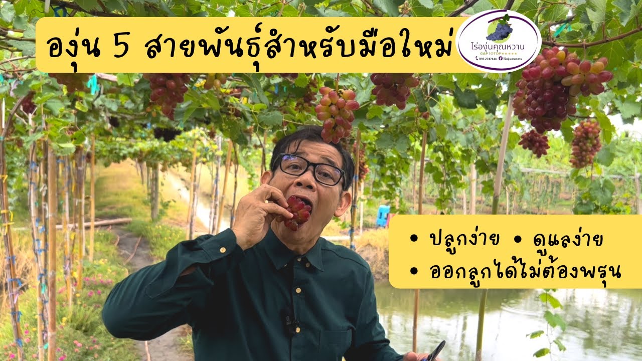 องุ่น 5 สายพันธุ์สำหรับมือใหม่ ✅ปลูกง่าย ✅ดูแลง่าย ✅ออกลูกได้ 🍇โดยไม่ต้องพรุน
