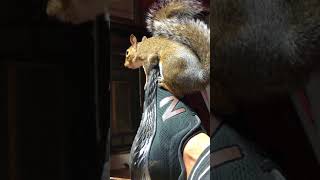 Male squirrel mating call