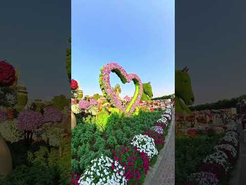 Dubai miracle garden friends enjoy #beautiful #shorts #yt