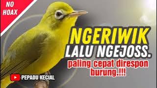 Kecial Kuning Ngeriwik Lalu Ngejoss.!!! Pancingan Ampuh Cepat Direspon | PEPADU KECIAL