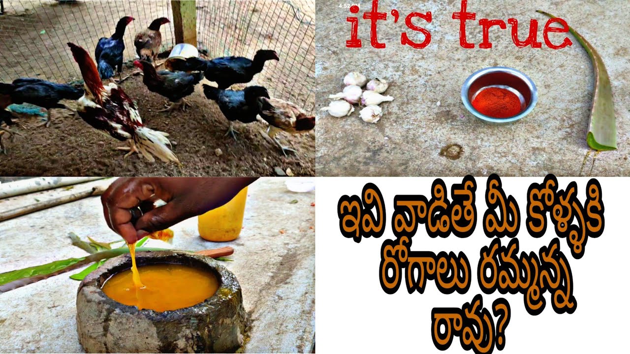 ఈ రెండు పనులు చేస్తే (summer లో) మీ కోళ్ళకి రోగాలు రమ్మన్న రావు? ||nanifarms||