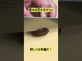 栗のむき方#shorts #下処理