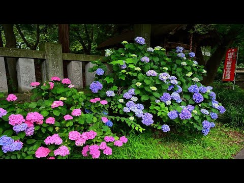 SP 雨上がりに咲く花 智花(サイン入り) BGS10 ヴァイスシュヴァルツ 