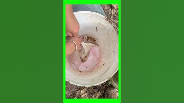 TECHNIQUE OF SCRAPING THE BARK TO RECEIVE TREE SAP PART 23 #asmr #farming #caosu