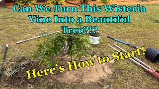 How to Train Wisteria Into a Tree: Starting Over Again! How to Train Wisteria Into a Tree: Starting Over Again!